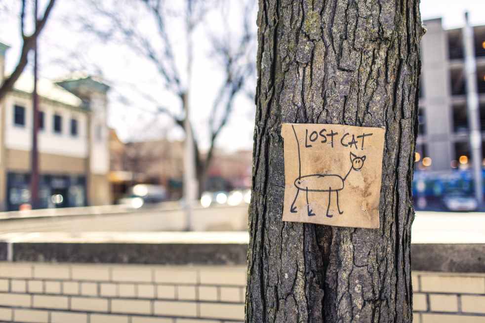 macro photography of brown and black lost cat signage on black bare tree